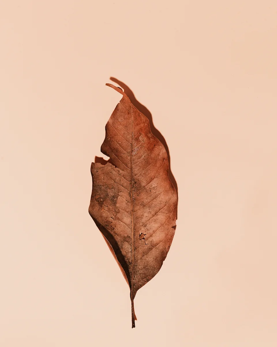 Una hoja seca sobre un fondo de color melocotón