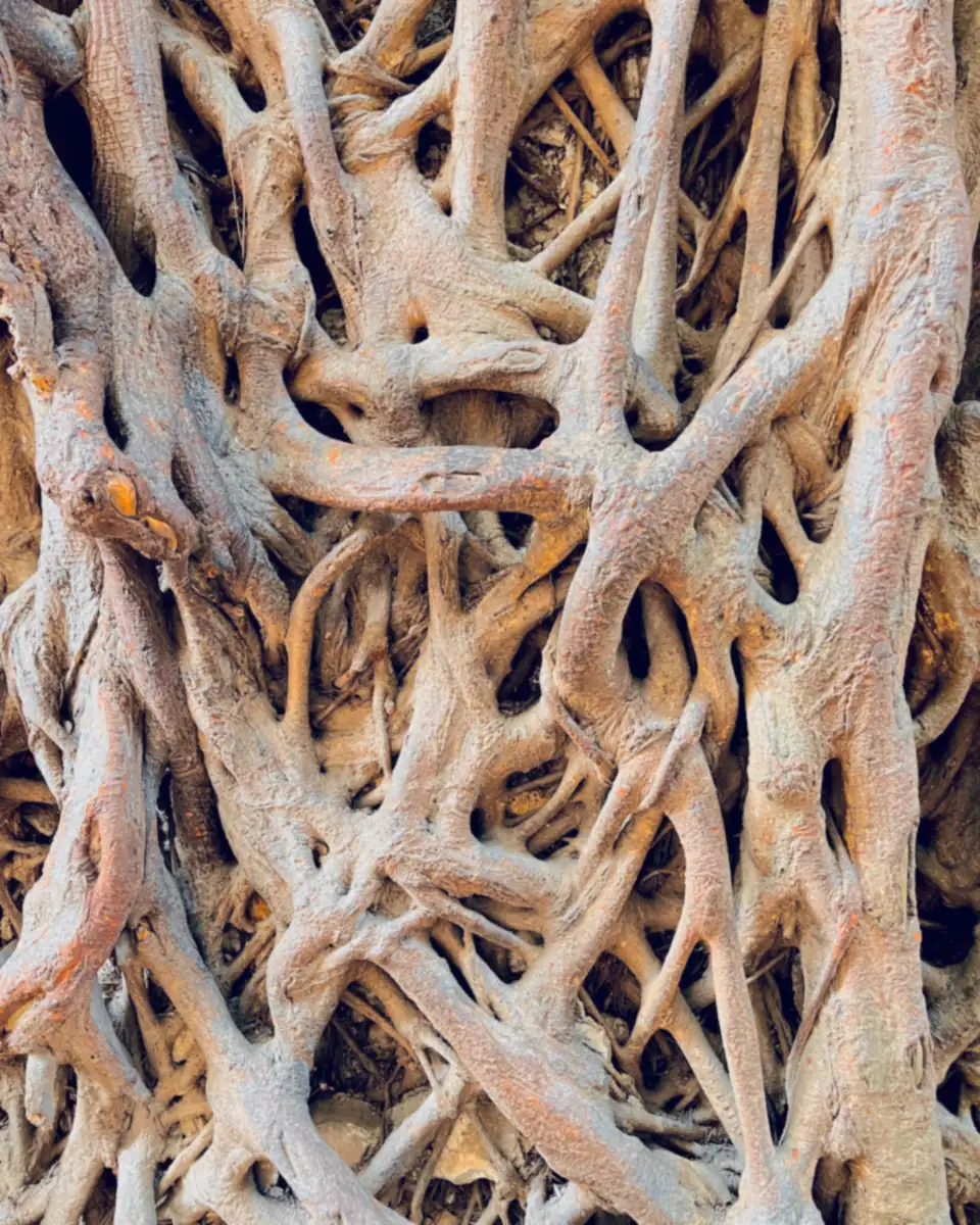 Raíces de árbol entrelazadas, en tonos tostados